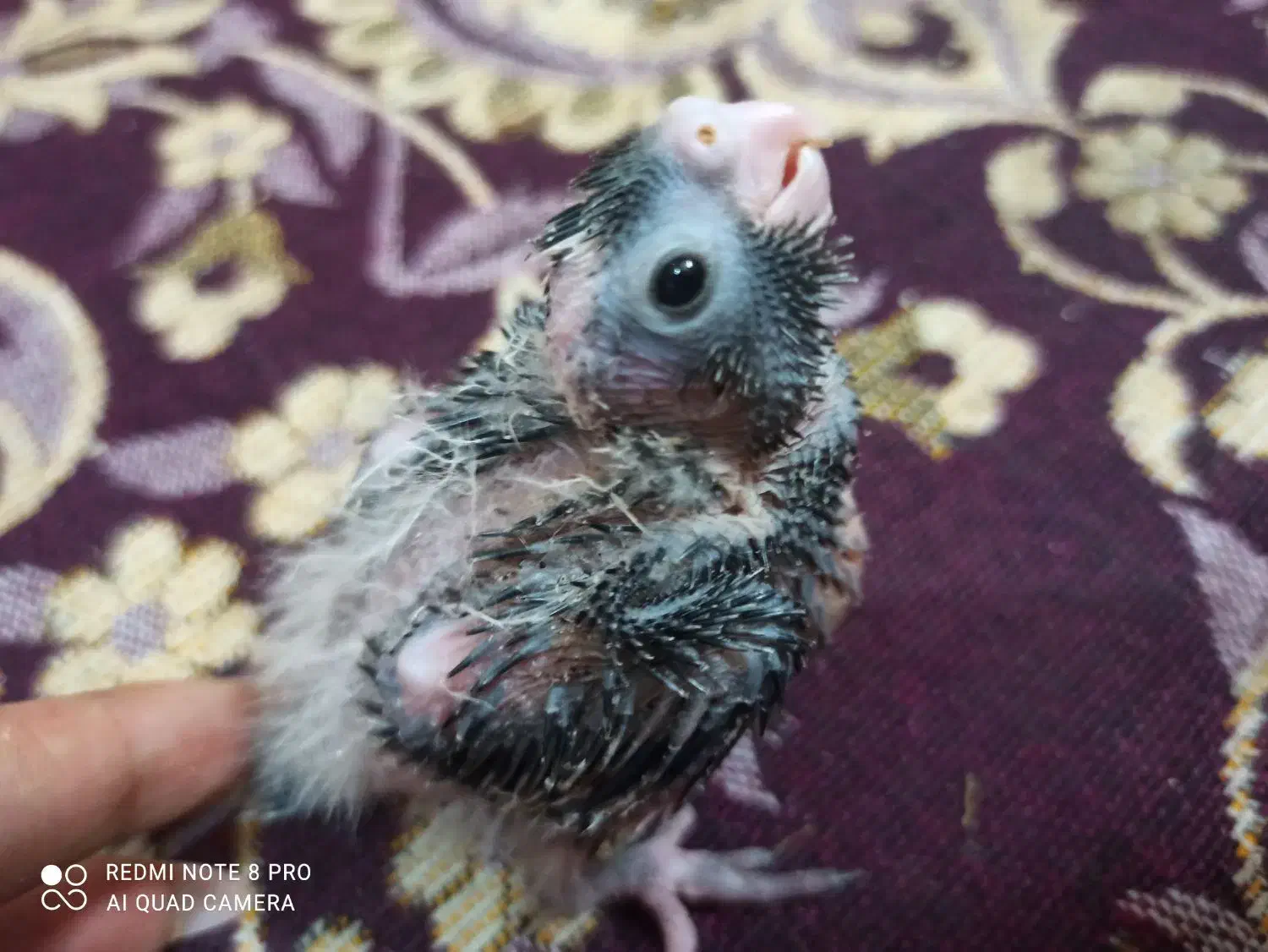 عروس هلندی|پرنده|قم, انسجام|دیوار