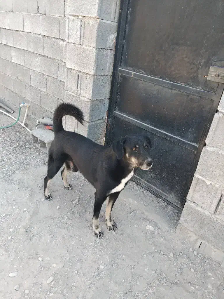 سگ سرابی|سگ|فین, |دیوار