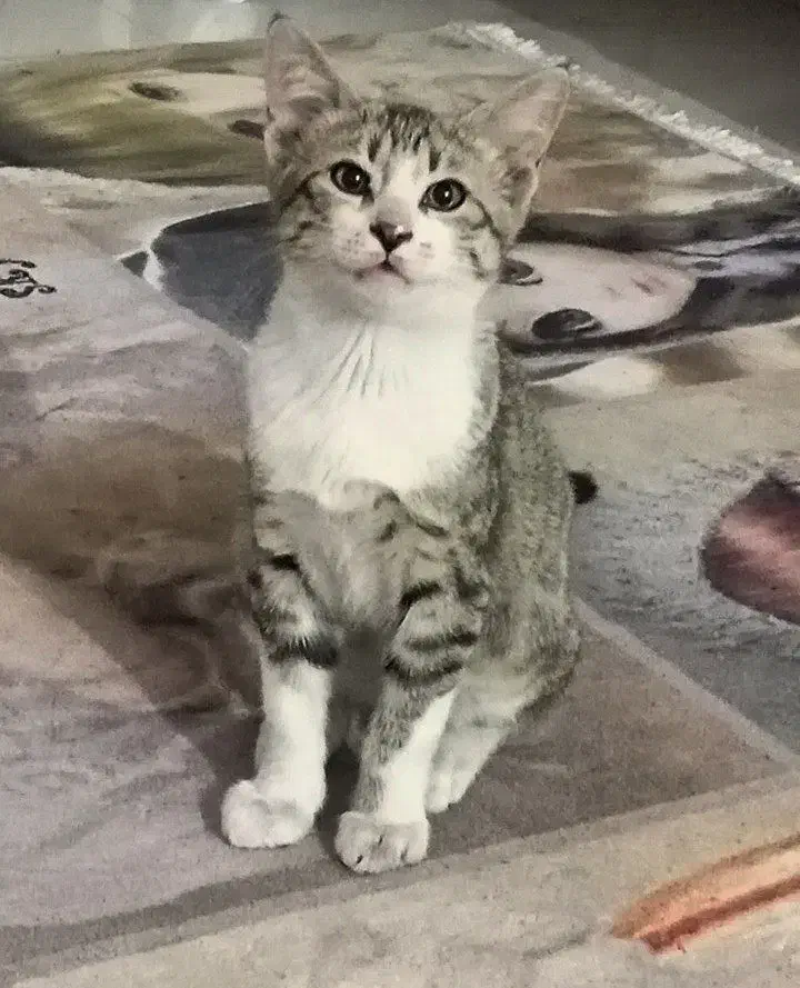 واگذاری بچه گربه|گربه|اراک, |دیوار