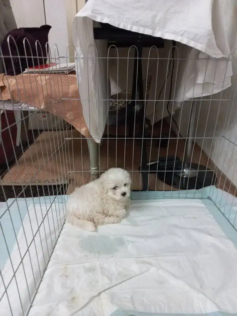 سگ مالتی کراس ۳ ماهه|سگ|ری, ظهیرآباد|دیوار