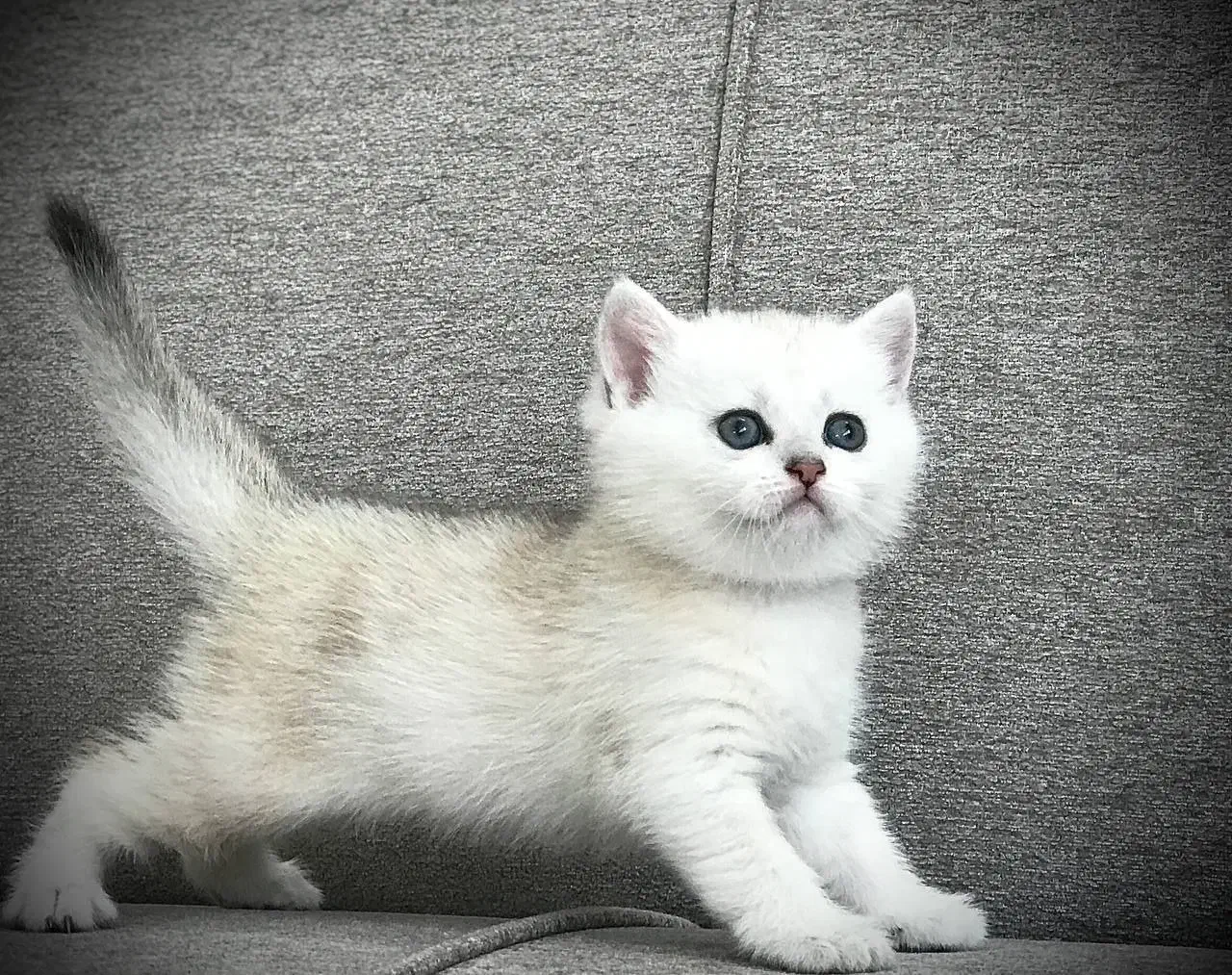 مجموعه گربه های اشرافی خاص ( پرشین بریتیش اسکاتیش)|گربه|رشت, گلسار|دیوار