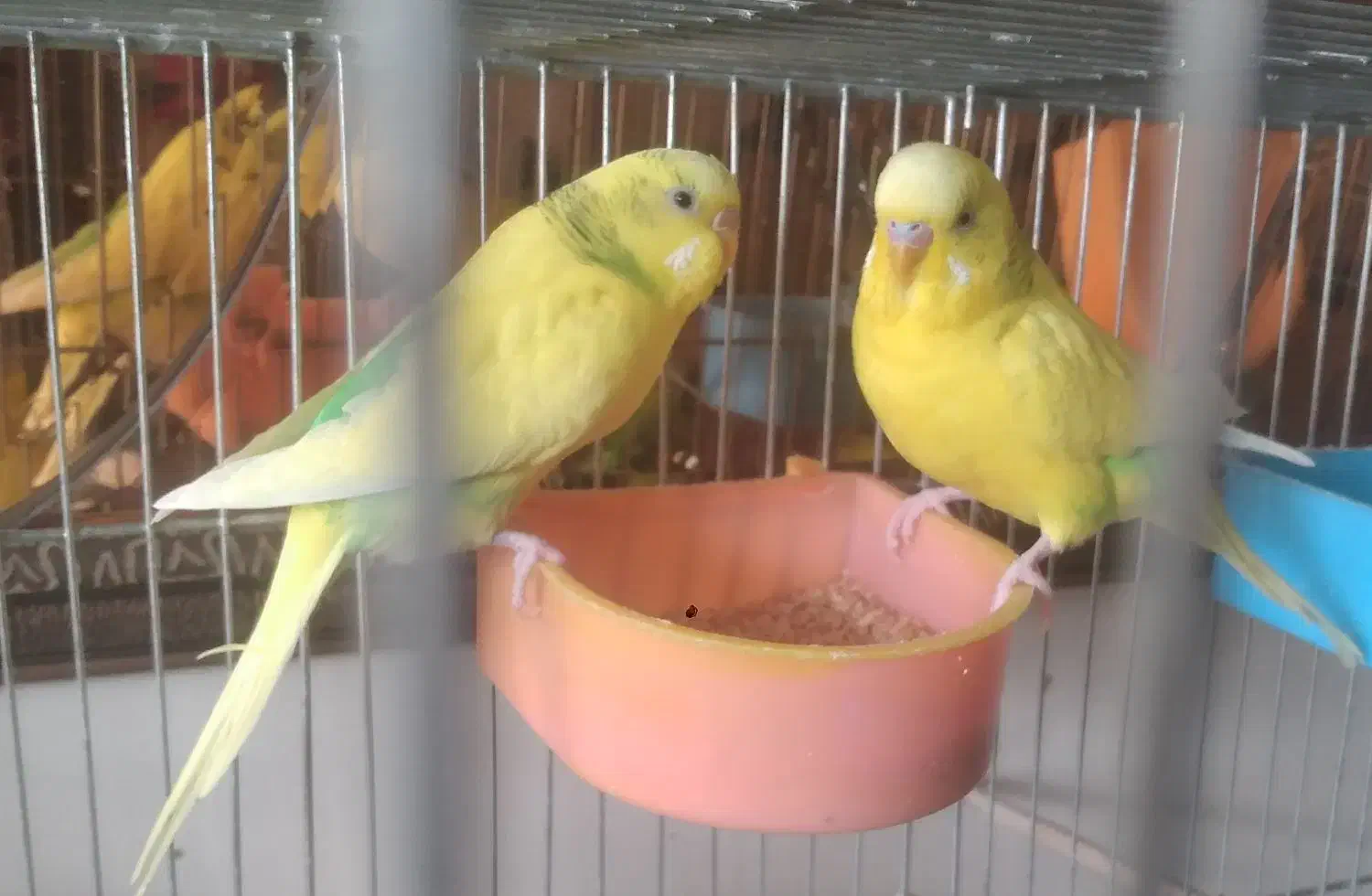 مرغ عشق|پرنده|تهران, سنائی|دیوار