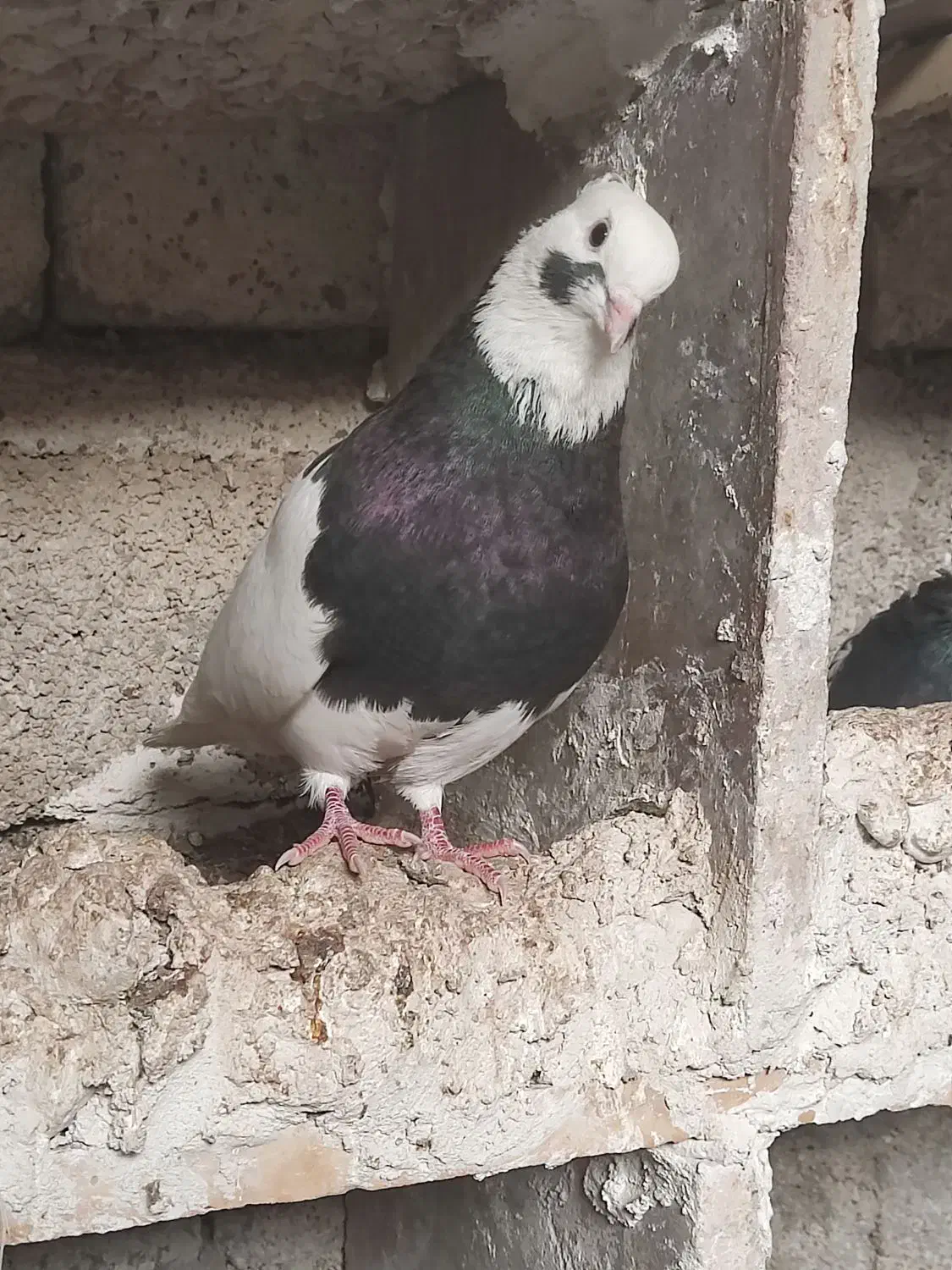 کبوتر|پرنده|برازجان, |دیوار