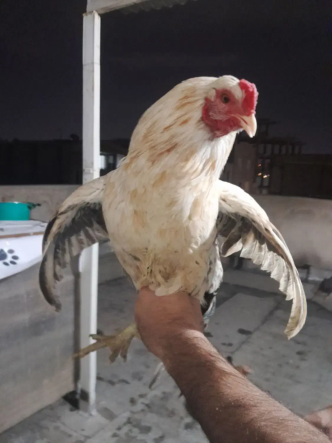 مرغ وخروس|حیوانات مزرعه|مشکین‌دشت, |دیوار