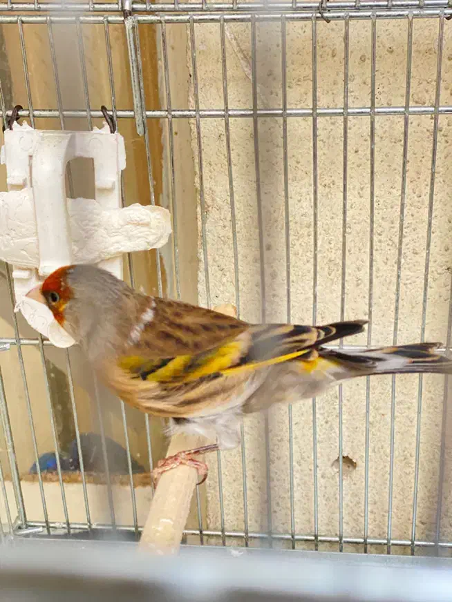 سهره قناری|پرنده|تهران, زرکش|دیوار