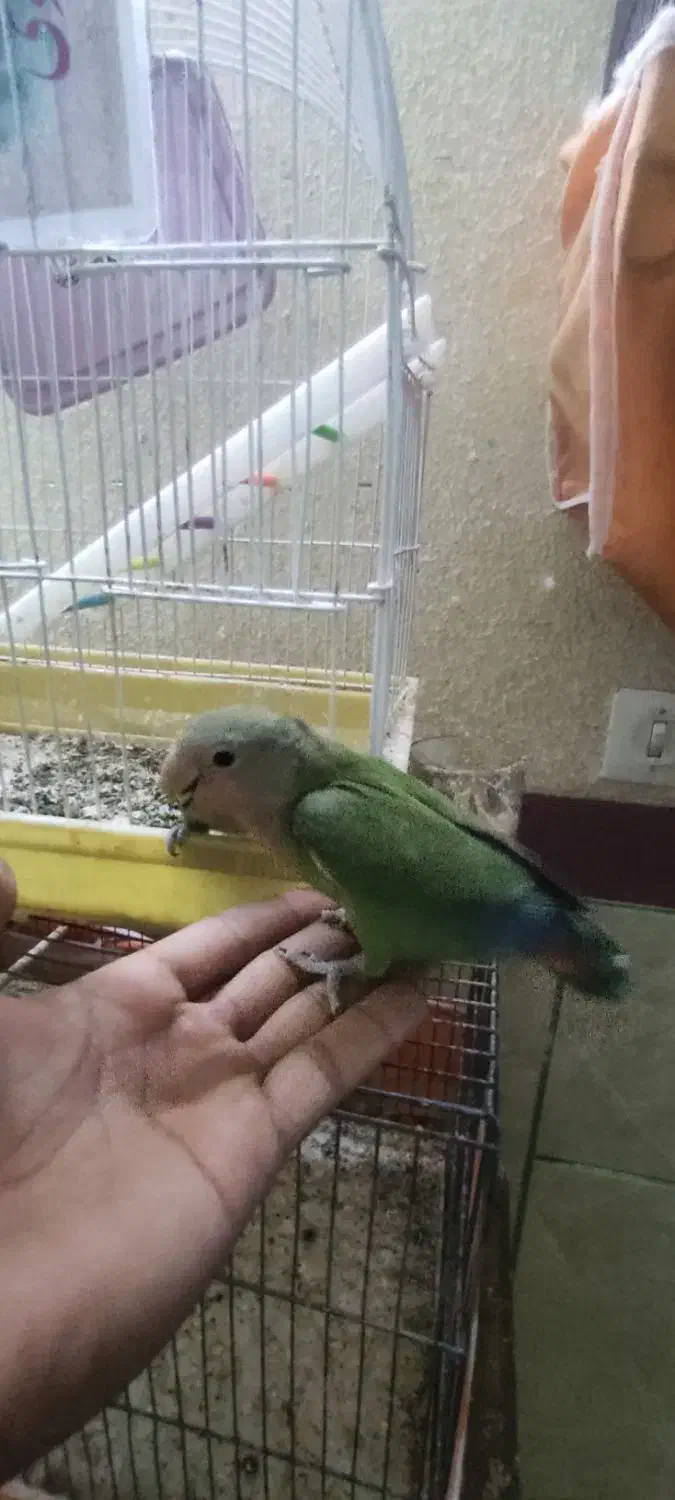 کوتوله|پرنده|میبد, |دیوار