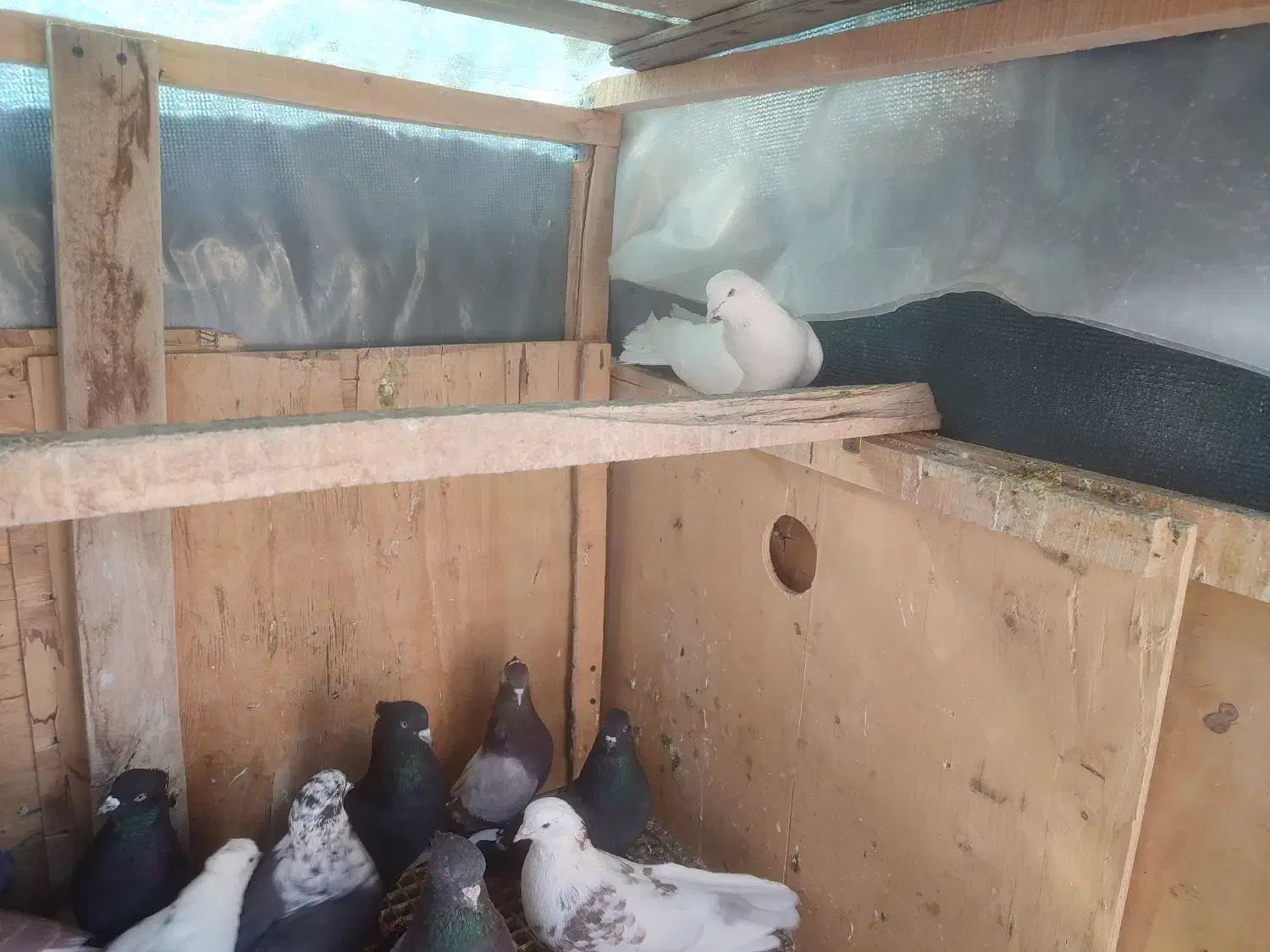 کبوتر|پرنده|ورامین, خیر آباد|دیوار