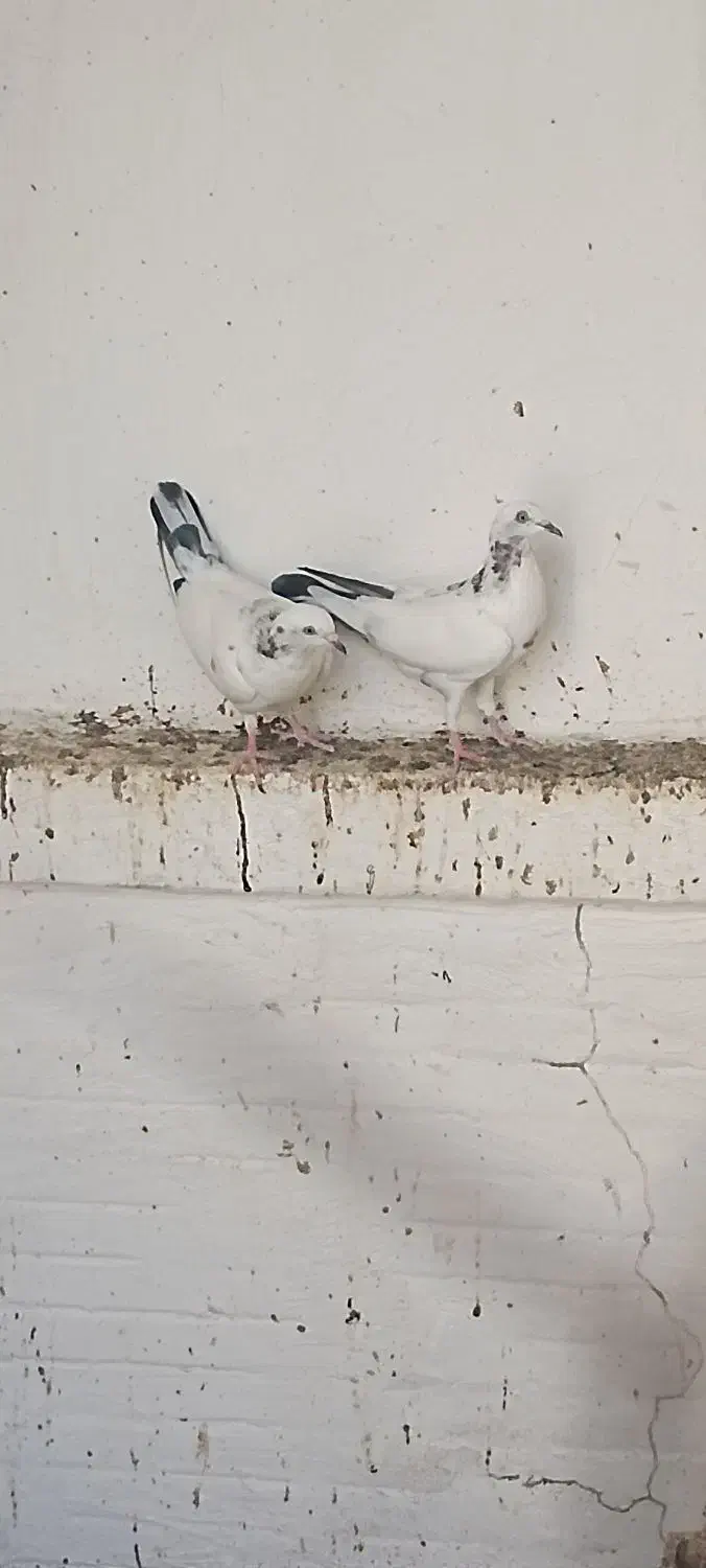 فروشی|پرنده|چابهار, |دیوار