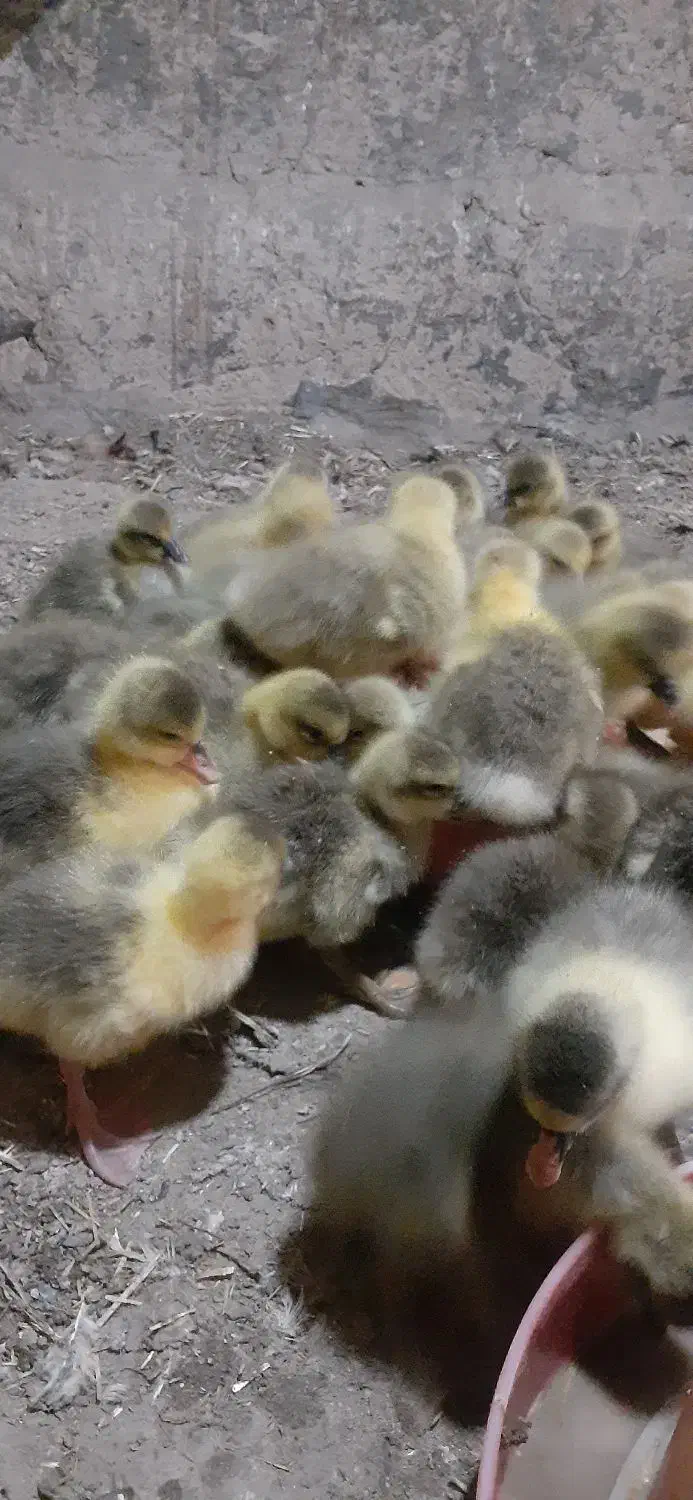 جوجه غاز|حیوانات مزرعه|سرشیو, |دیوار