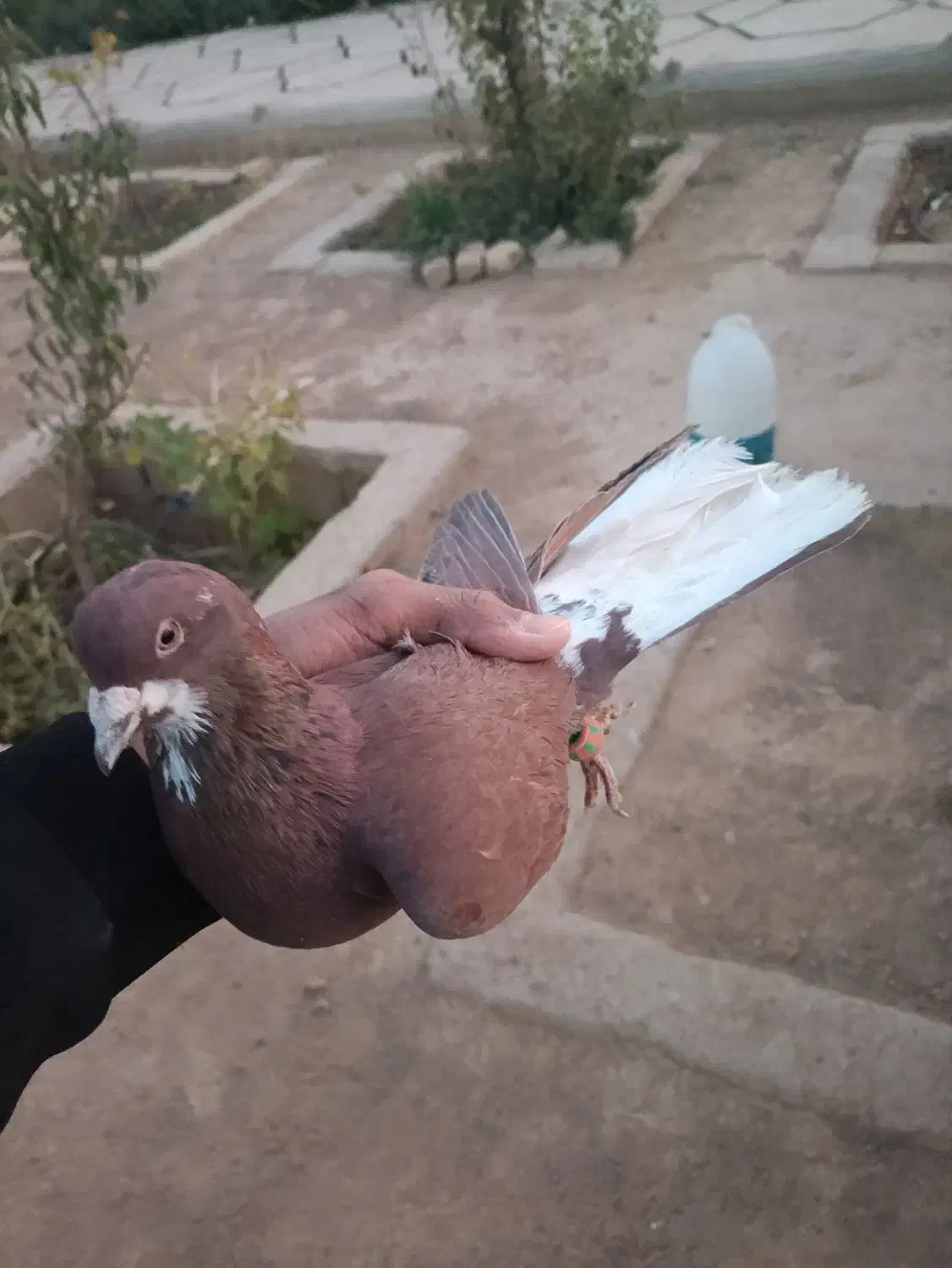 کفتر|پرنده|شیراز, گویم|دیوار