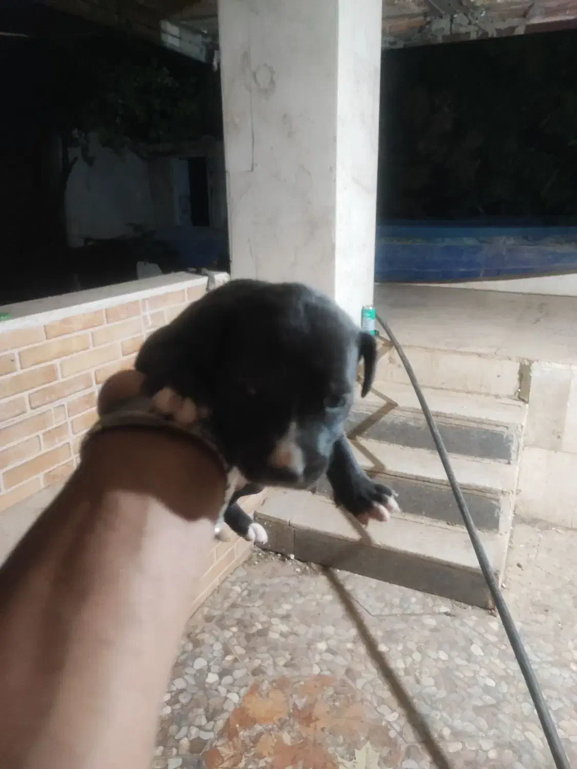 سگ آمریکن پیتبول توله|سگ|شیراز, شریف‌آباد|دیوار