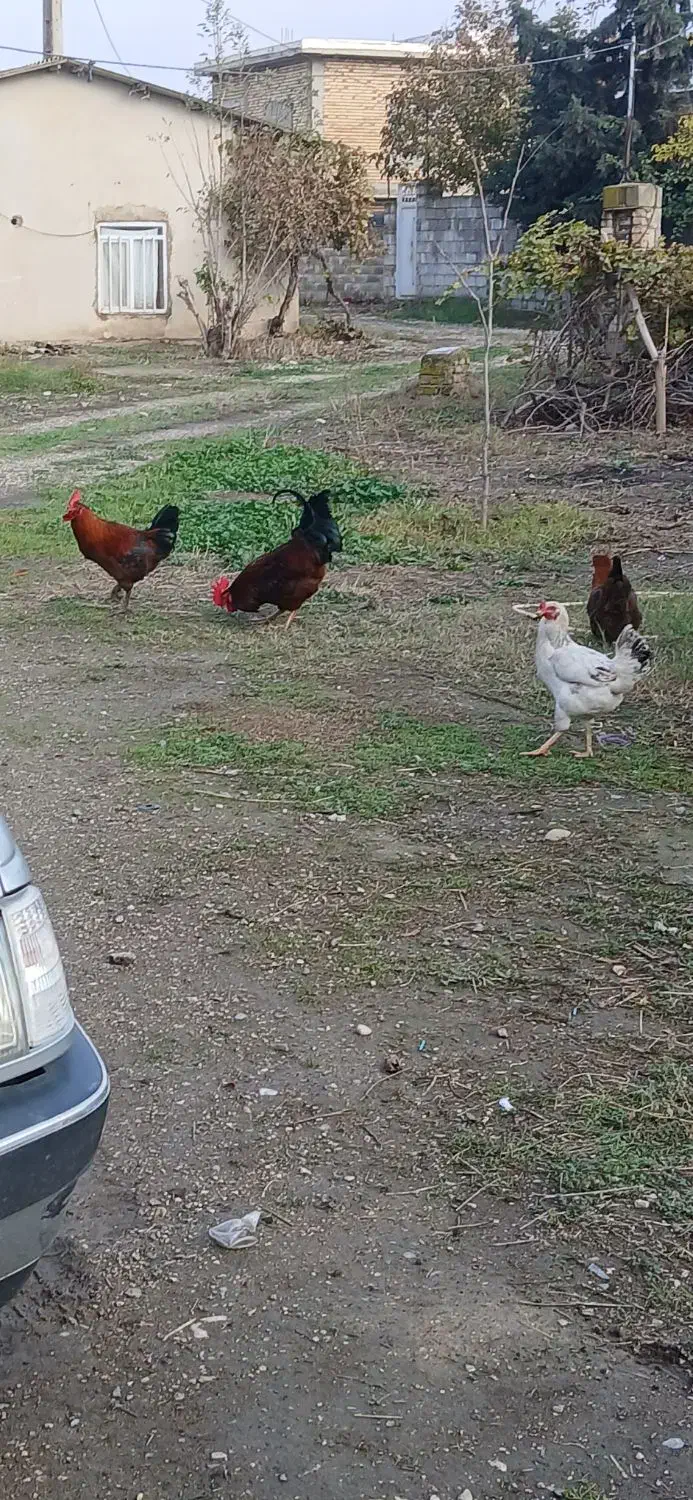 مرغ وخروس|حیوانات مزرعه|گنبد کاووس, |دیوار