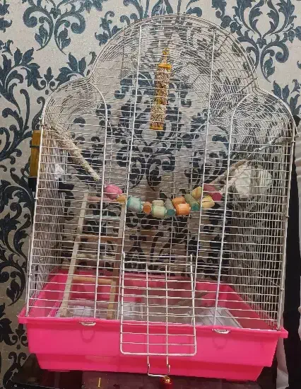 قفس پرنده|لوازم جانبی حیوانات|تهران, والفجر (افسریه)|دیوار