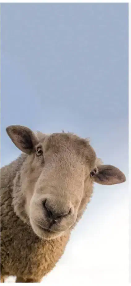 گوسفندزنده|حیوانات مزرعه|مشهد, شهرک مهرگان|دیوار