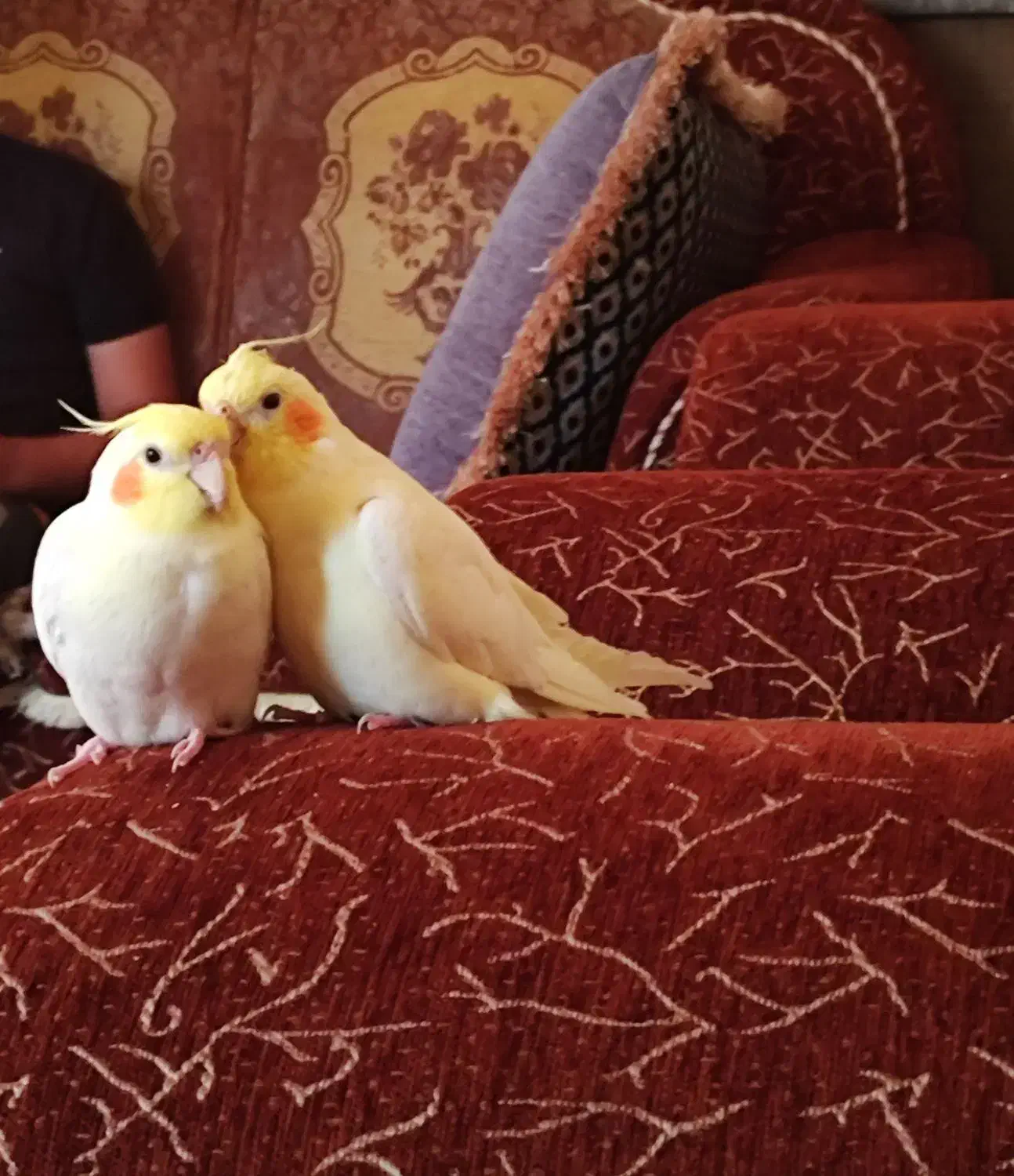 فروش عروس هلندی لوتینو دستی سخنگو|پرنده|لار, |دیوار