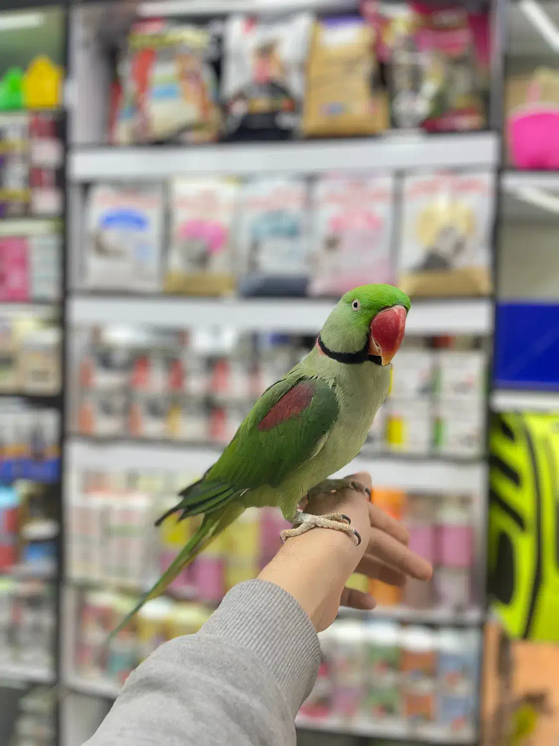 استخدام فروشنده در پت شاپ و پرنده سرا|استخدام بازاریابی و فروش|تهران, دروازه شمیران|دیوار