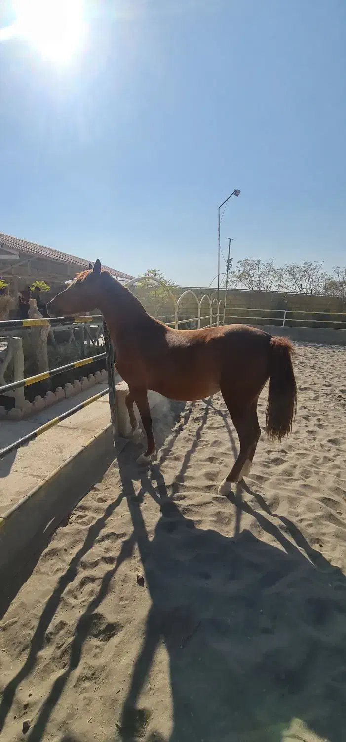 اسب مادیان|اسب و تجهیزات اسبسواری|رباطکریم, پیغمبر|دیوار