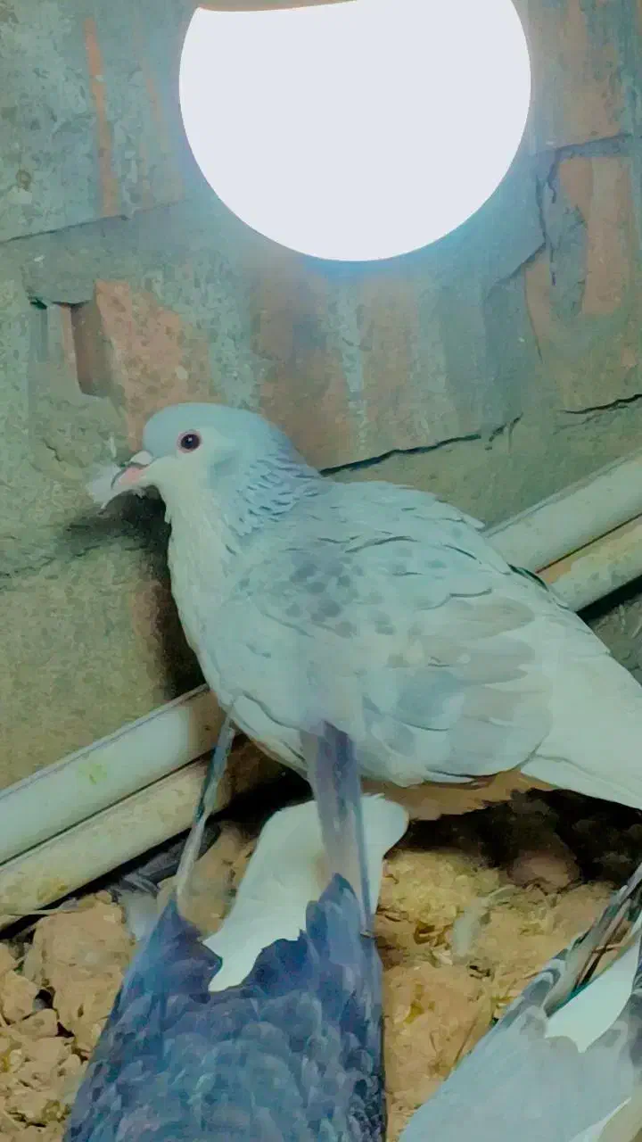 ساده ماده امری|پرنده|گنبد کاووس, |دیوار