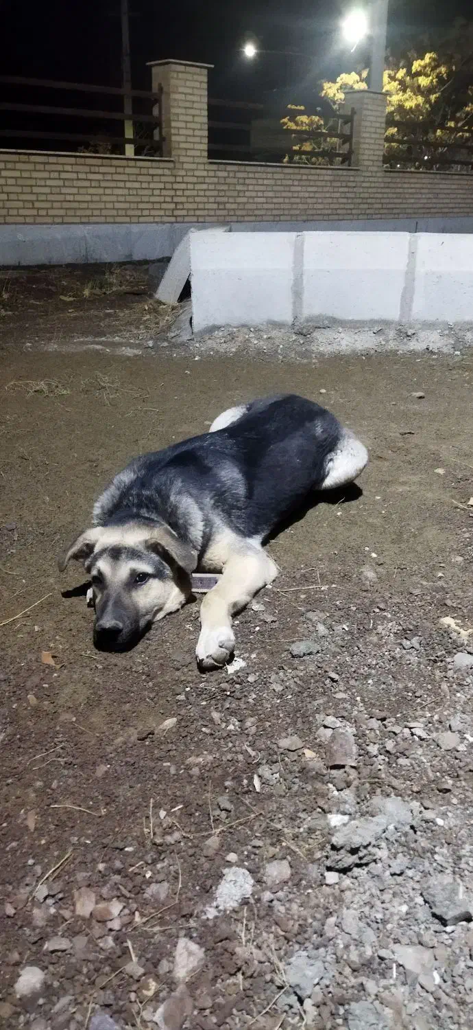 توله سگ عراقی ،وسگ پاکوتاه|سگ|اشتهارد, |دیوار