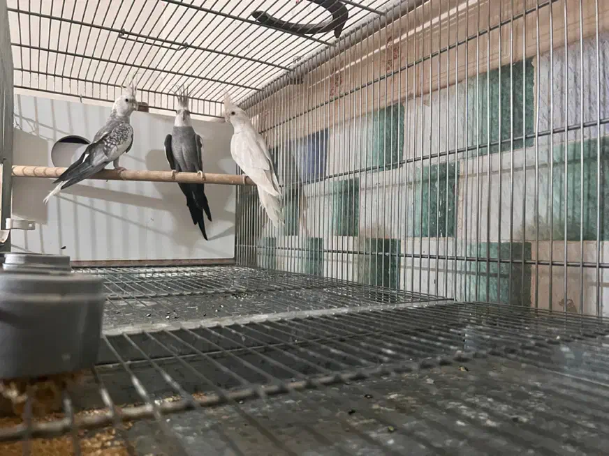 عروس آلبینو،وایت فیس،ایزابلا|پرنده|نظرآباد, نظرآباد|دیوار