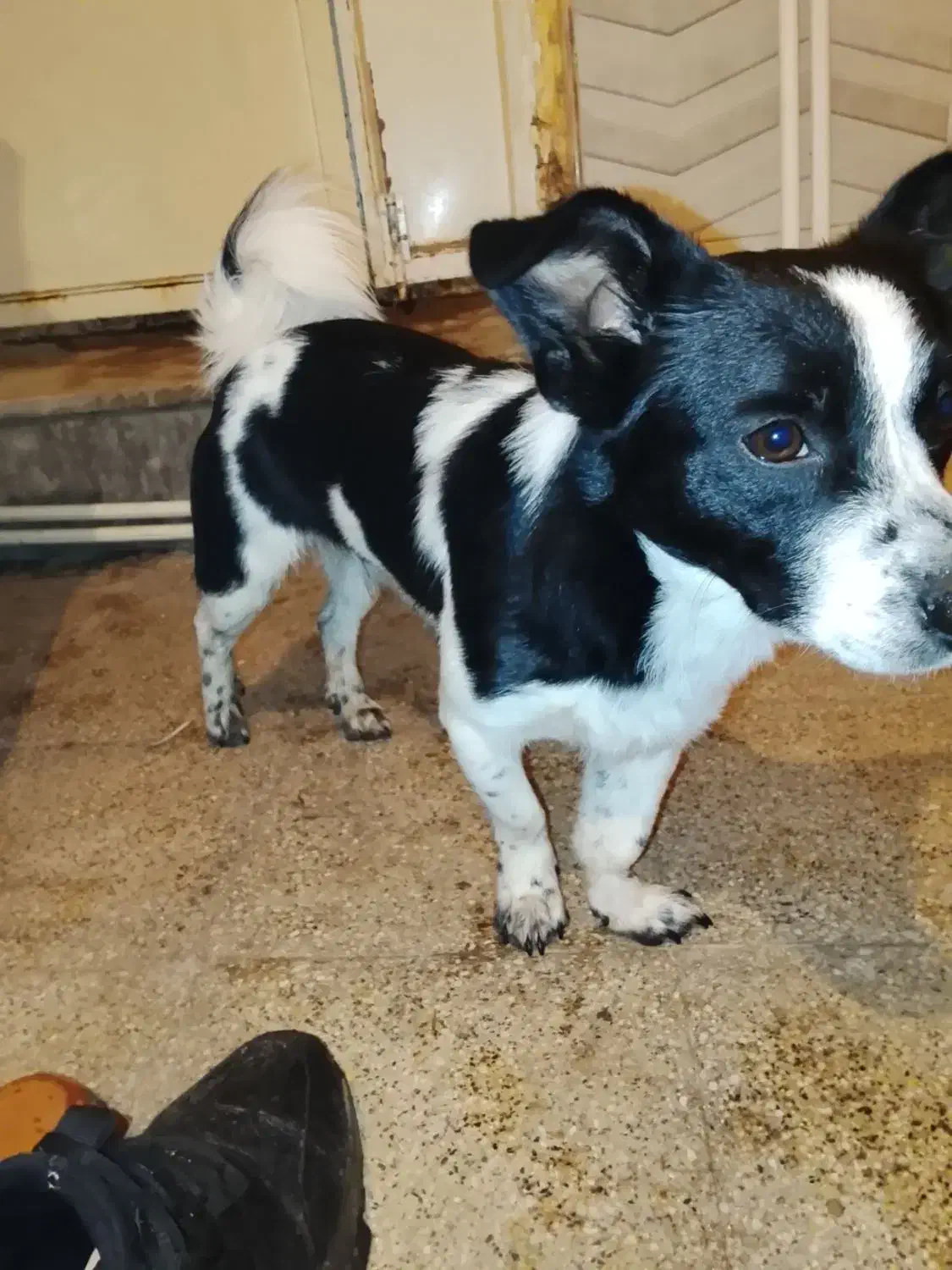 سگ پاکوتاه|سگ|خوی, |دیوار