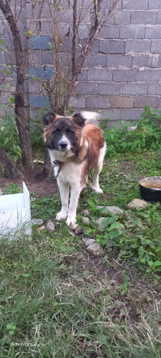 سگ گله|سگ|لاهیجان, شقایق|دیوار