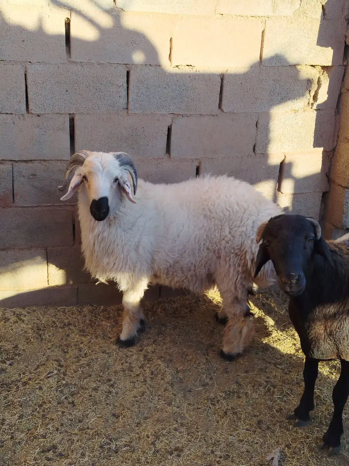 بره نر|حیوانات مزرعه|رفسنجان, |دیوار