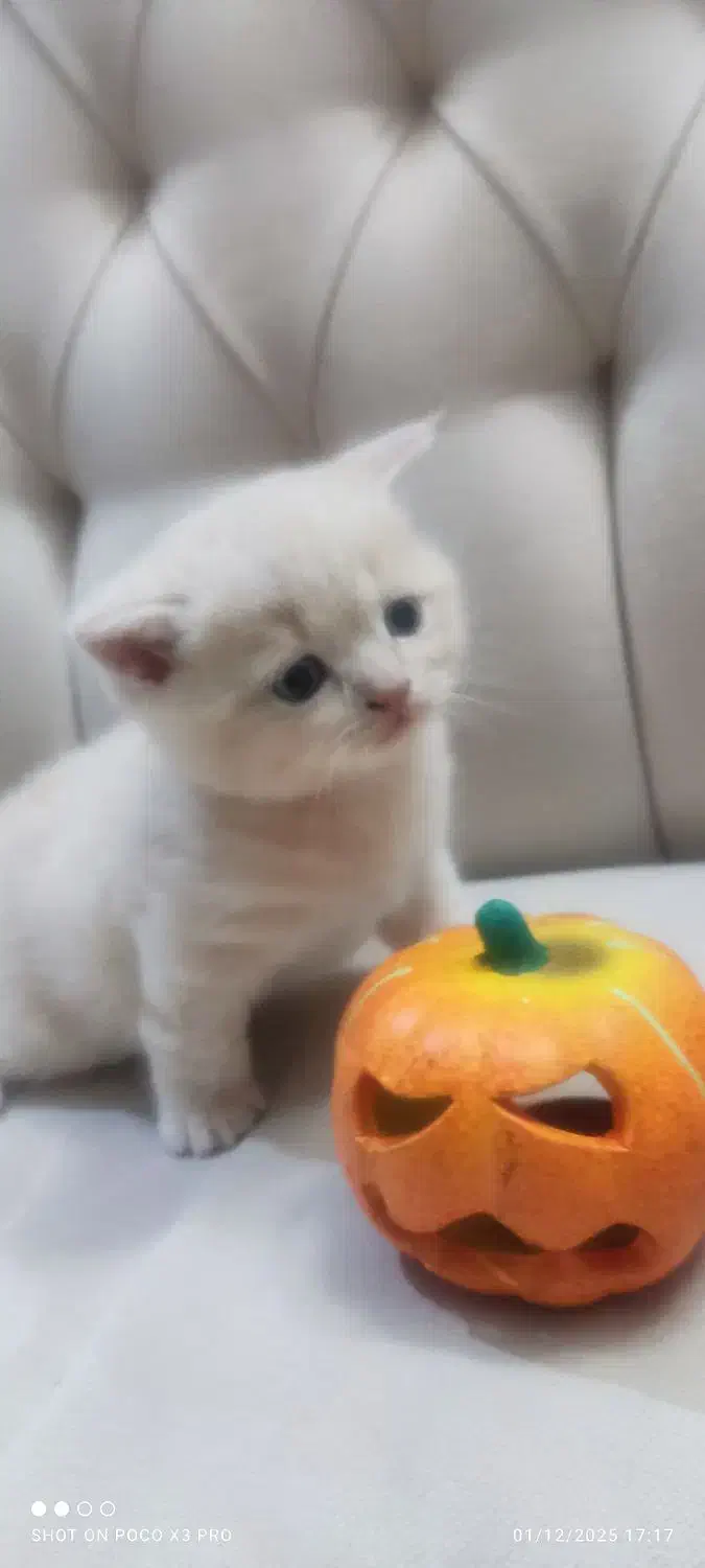 گربه اسکاتیش|گربه|مشهد, هفت تیر (آب و برق)|دیوار