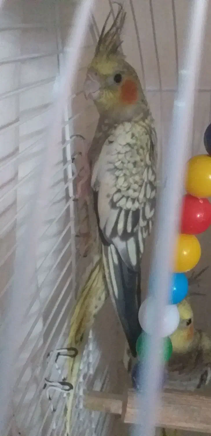 عروس هلندی  گلباقالی|پرنده|رشت, شهرک شهید رجایی|دیوار