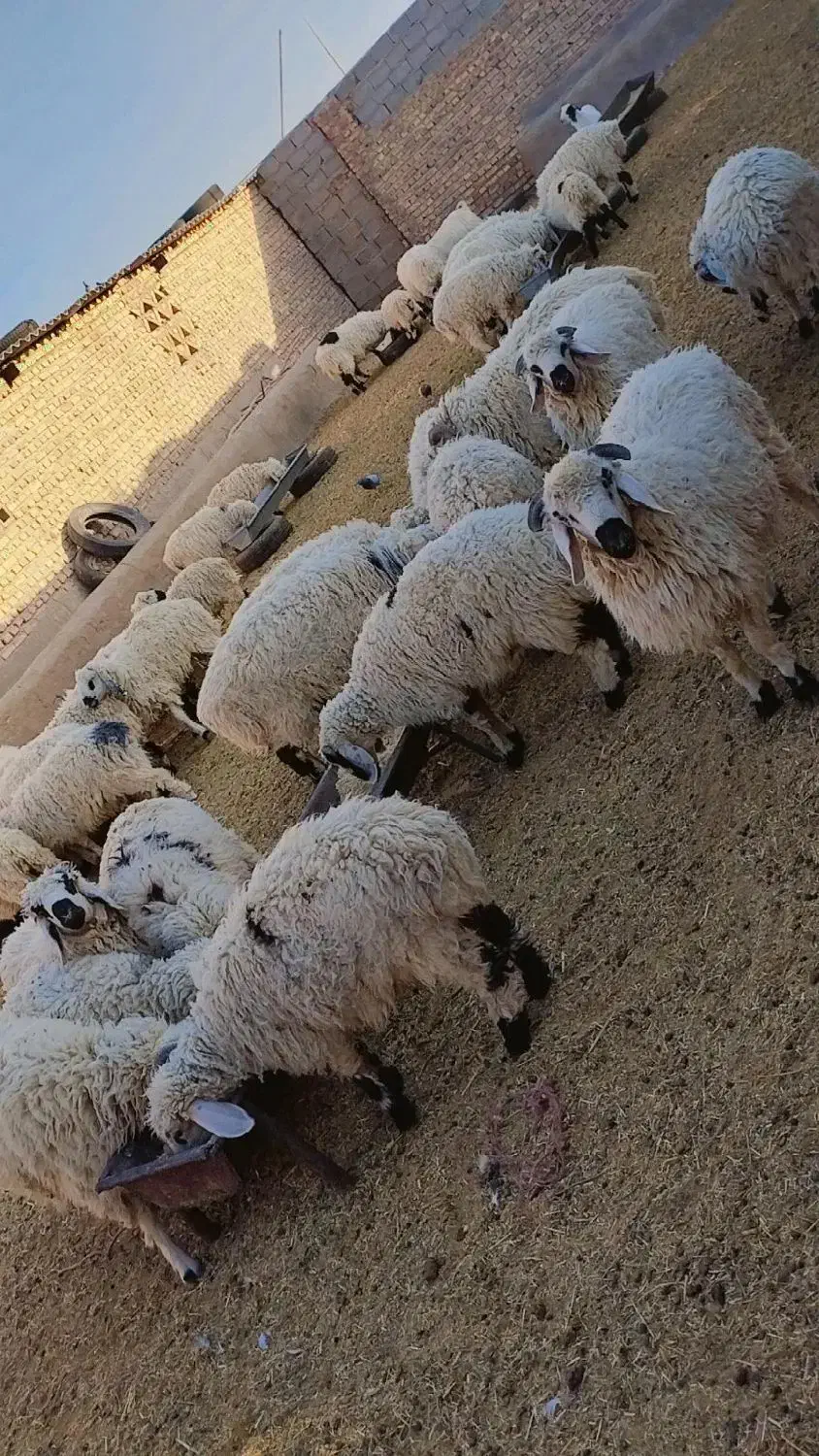 بره پر و چاق|حیوانات مزرعه|کورین, |دیوار