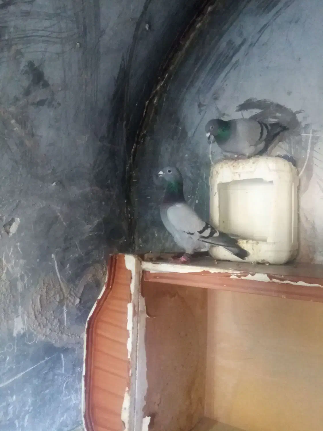 کفترزیبا|پرنده|قائن, |دیوار