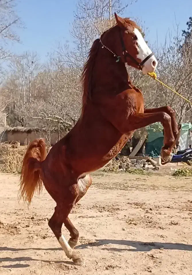 اسب نریان ۳سال روزگاری|اسب و تجهیزات اسب‌سواری|ری, بی‌بی شهر بانو|دیوار