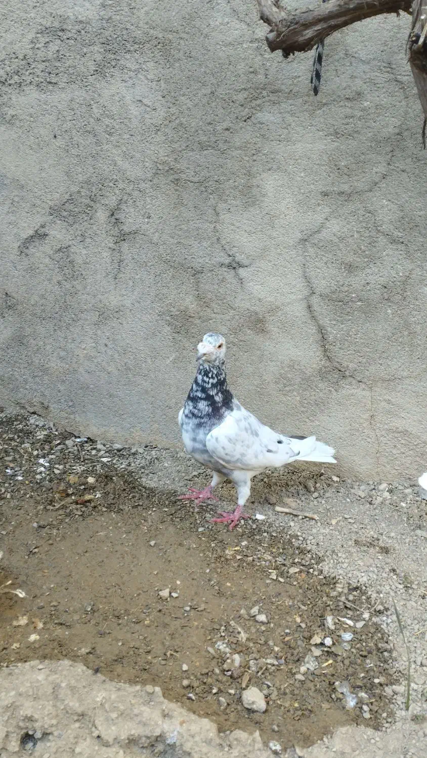 کبوتر نر نامه بر|پرنده|کنگاور, |دیوار