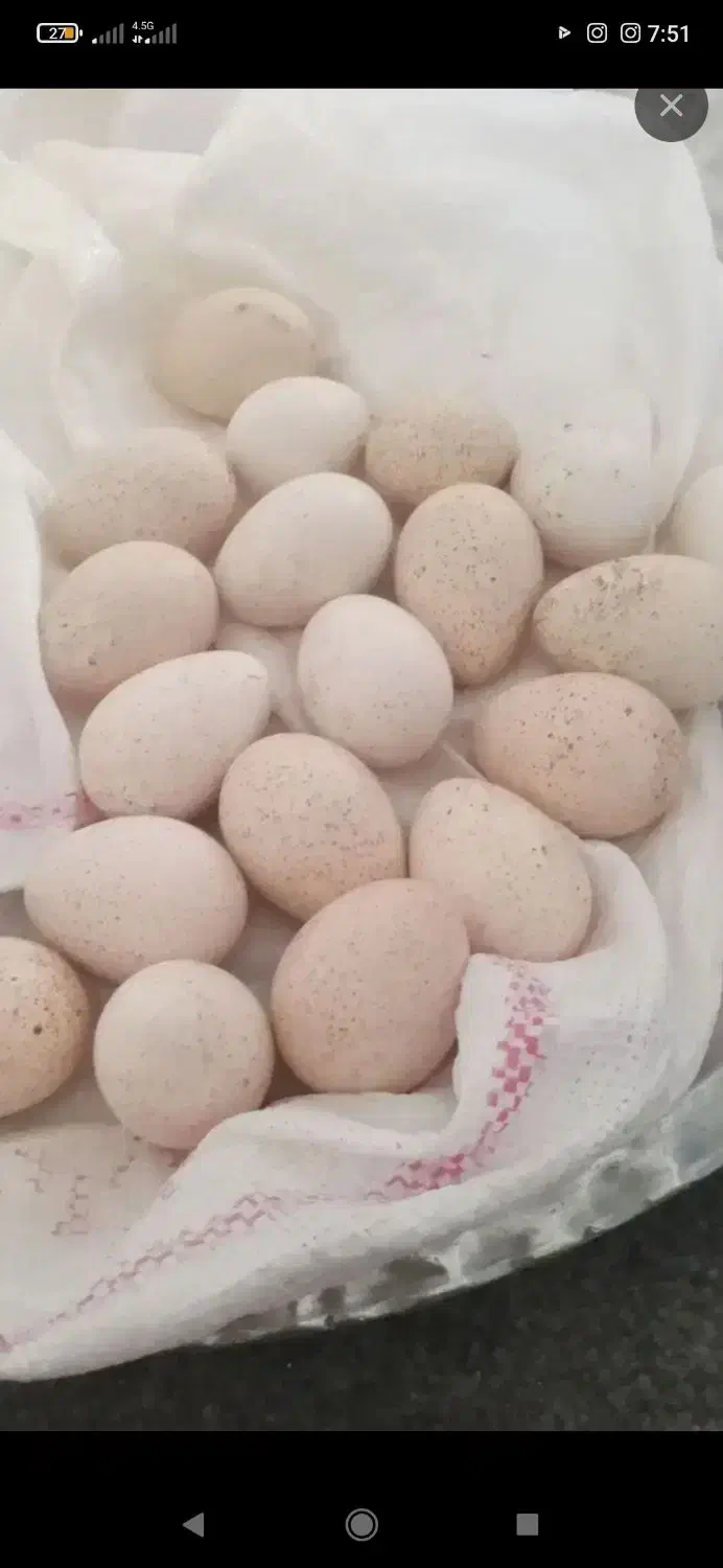 تخم بلقمون نتفع دار|حیوانات مزرعه|هیرمند, |دیوار