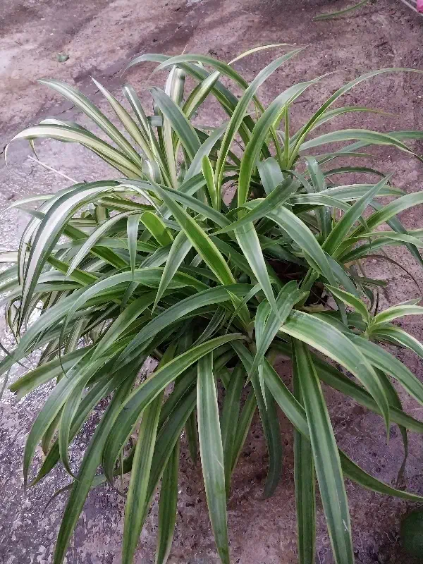 گل طبیعی|گل و گیاه طبیعی|رشت, سلیمانداراب|دیوار