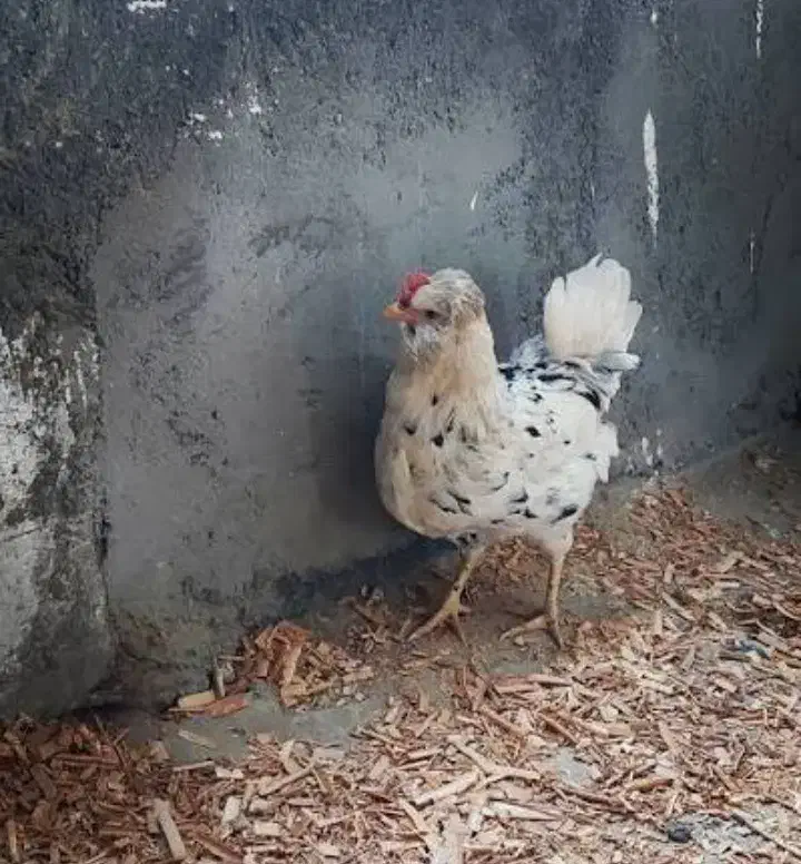 جوجه گلین|حیوانات مزرعه|سراوان, |دیوار