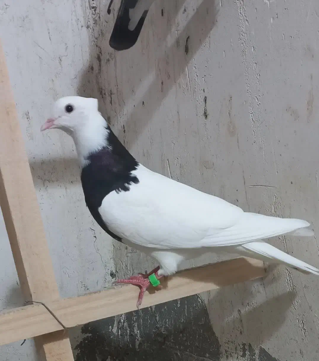 سه تا طوقی ماده جوان|پرنده|تهران, وحیدیه|دیوار