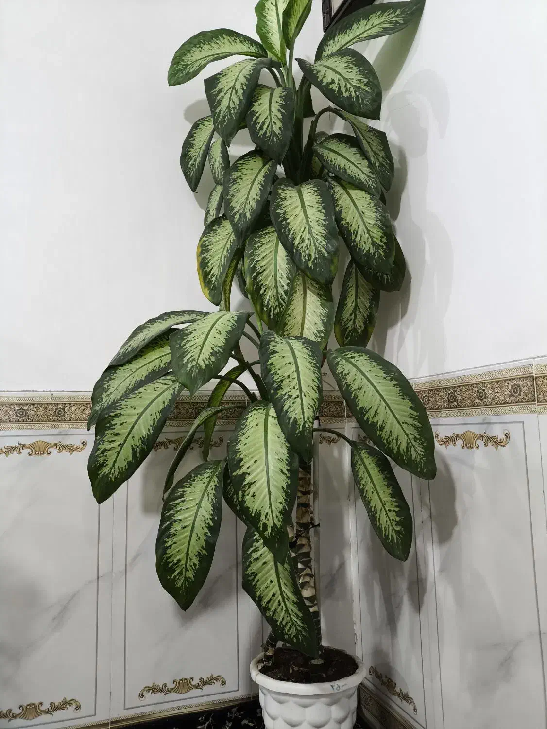 گل طبیعی|گل و گیاه طبیعی|جوانرود, |دیوار