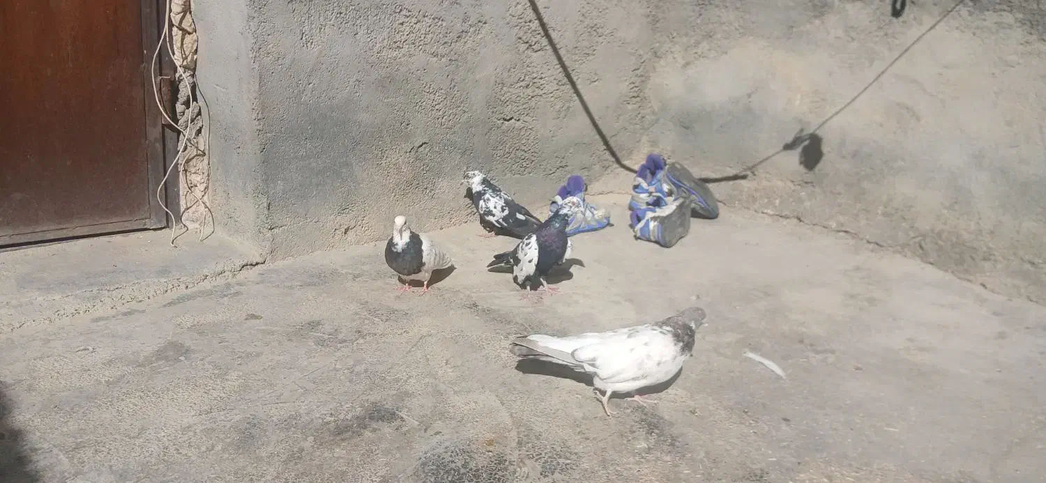 سلام وعرض ادب|پرنده|دهگلان, |دیوار