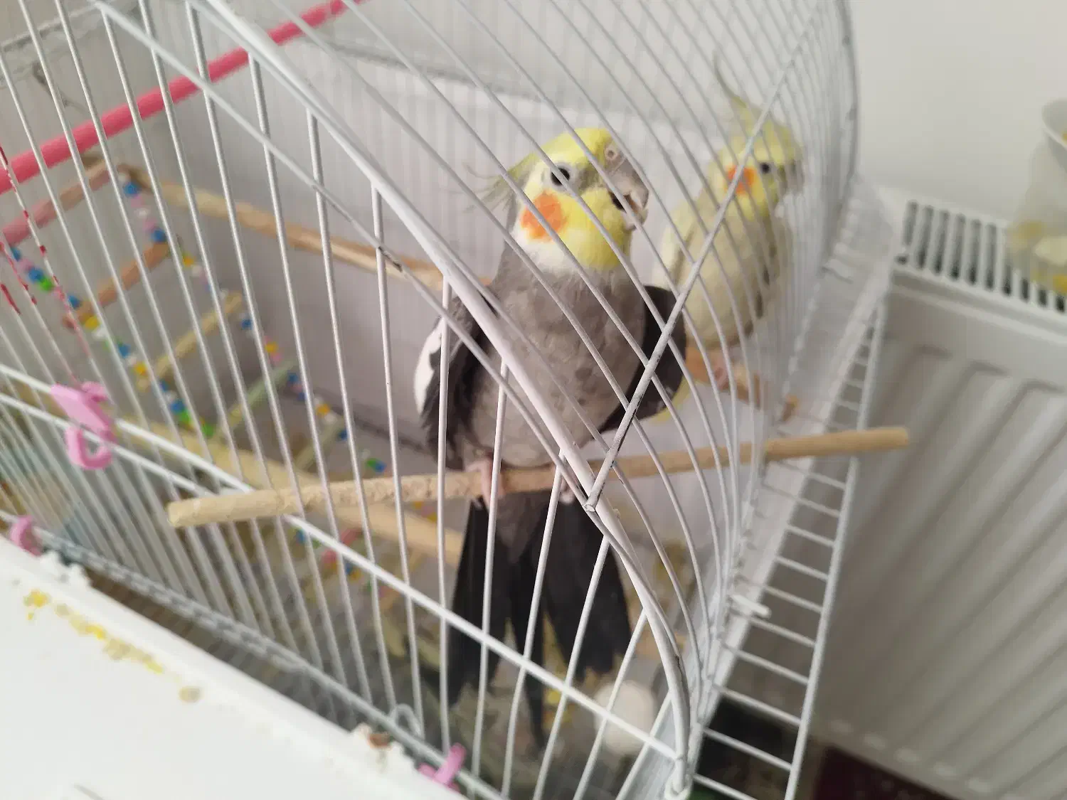 جفت عروس هلندی نر و ماده 1 ساله|پرنده|خلخال, |دیوار