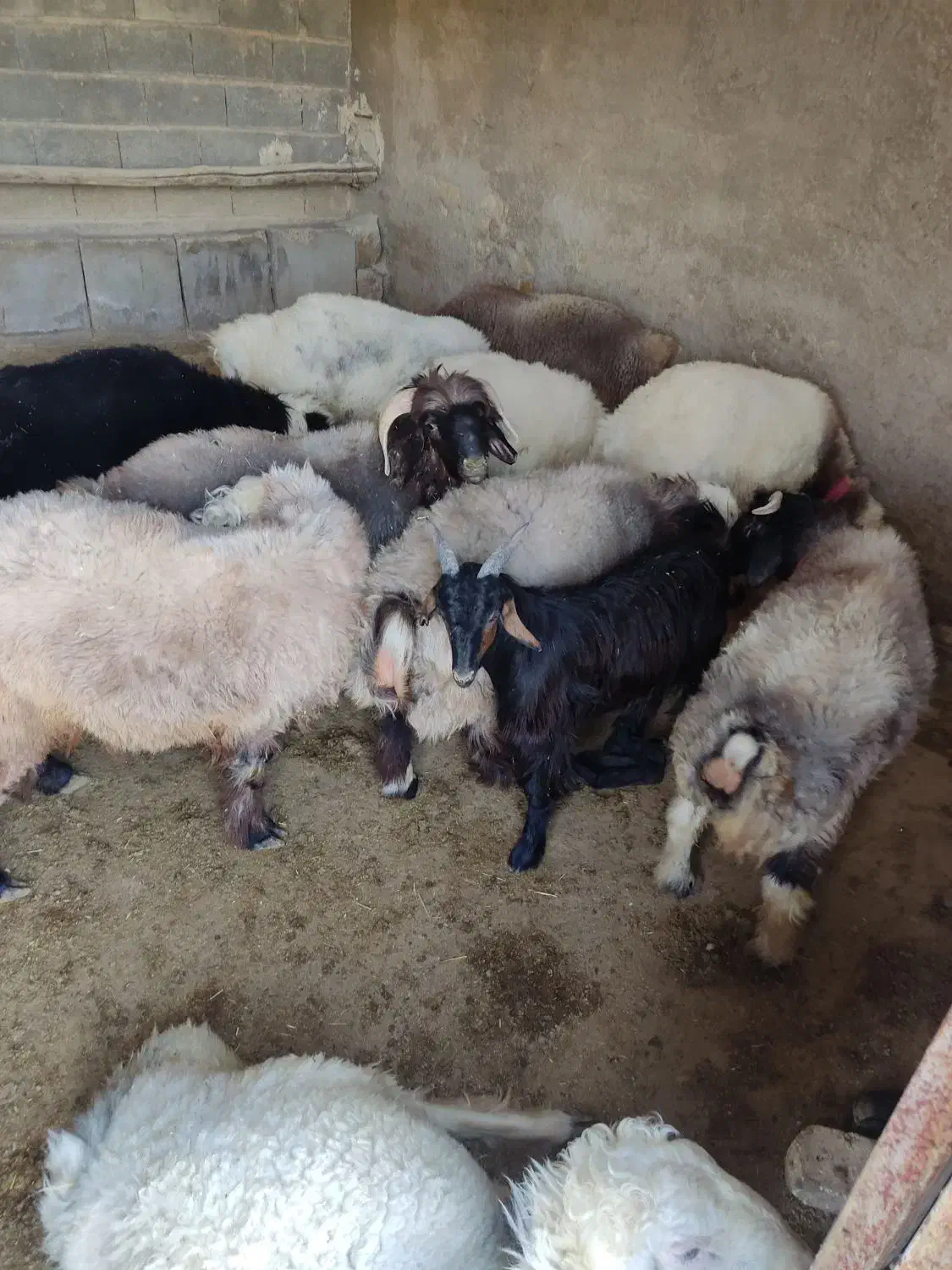 بره چاق درجه یک|حیوانات مزرعه|میمند, |دیوار