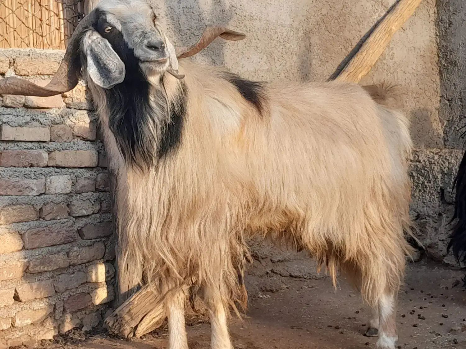 بز نر|حیوانات مزرعه|شباب, |دیوار