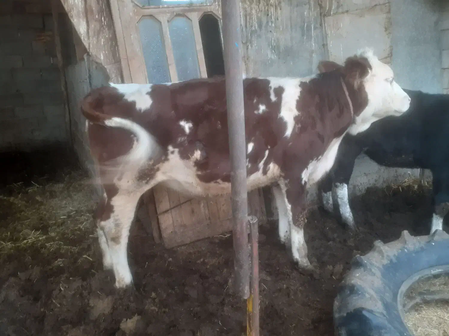 فروش تلیسه سیمینتال قرمز شرابی|حیوانات مزرعه|سیمین شهر, |دیوار