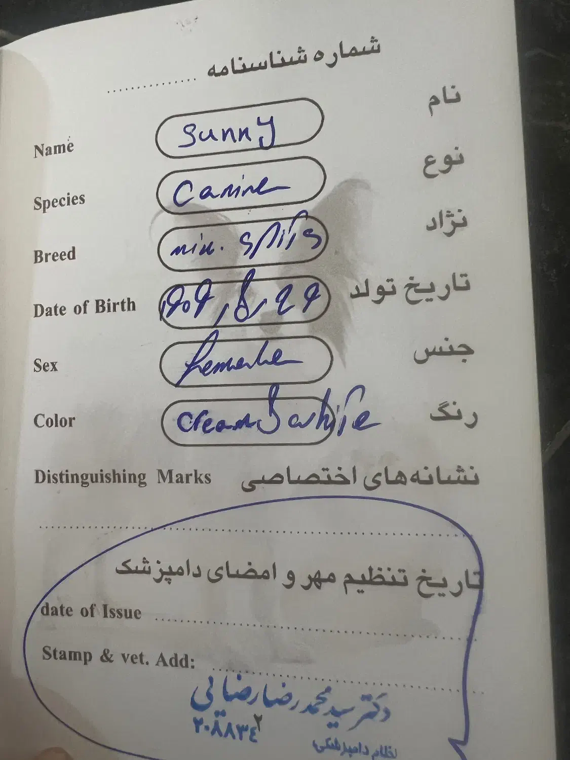 سگ اشپیتز|سگ|شیراز, شهرک رضوان|دیوار