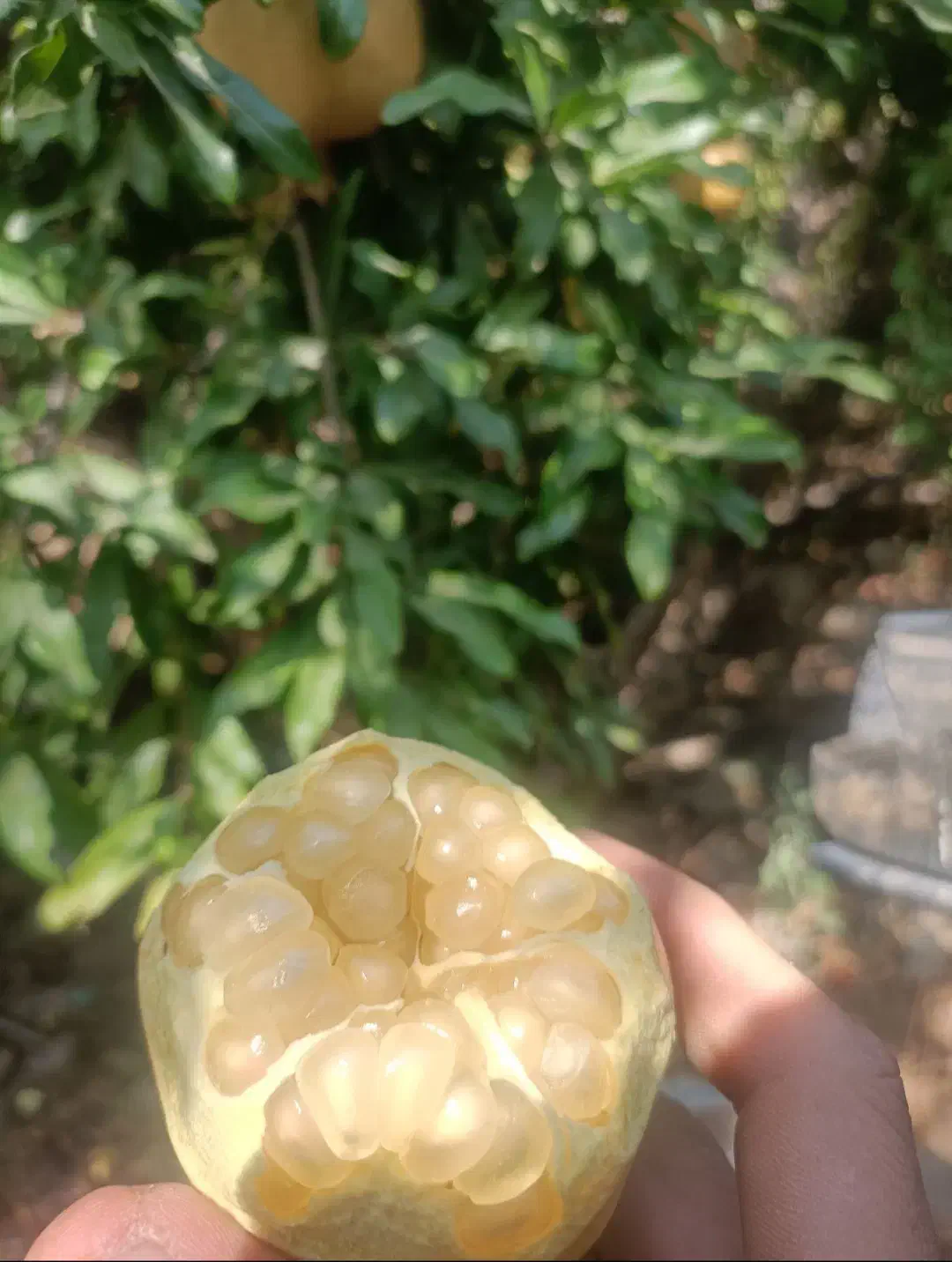 اناردرجه یک|خوردنی و آشامیدنی|شیراز, سفیرشمالی|دیوار