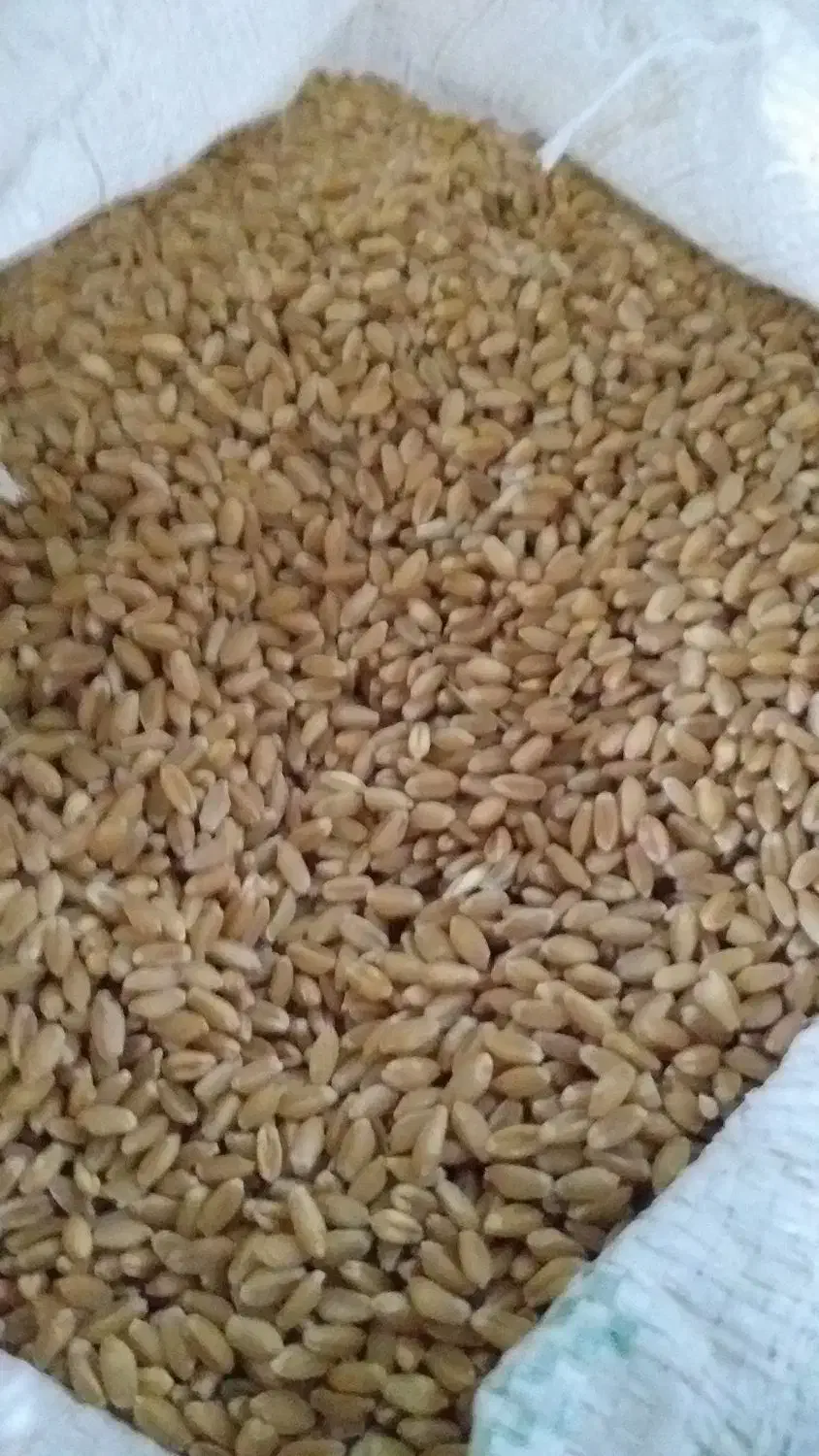 گندم چمران دو|عمده‌فروشی|رامشیر, |دیوار