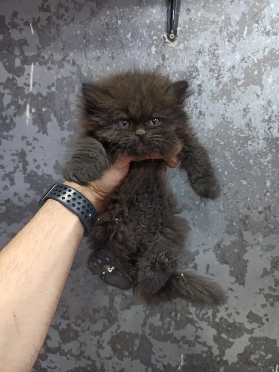 توله پرشین چاکلت خاص|گربه|اهواز, زیتون کارمندی|دیوار