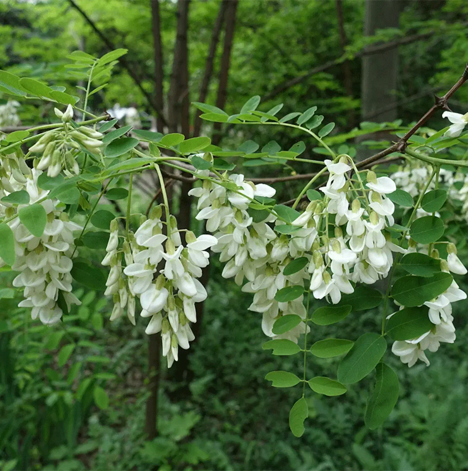 درخت اقاقیا|گل و گیاه طبیعی|اصفهان, ارداجی|دیوار