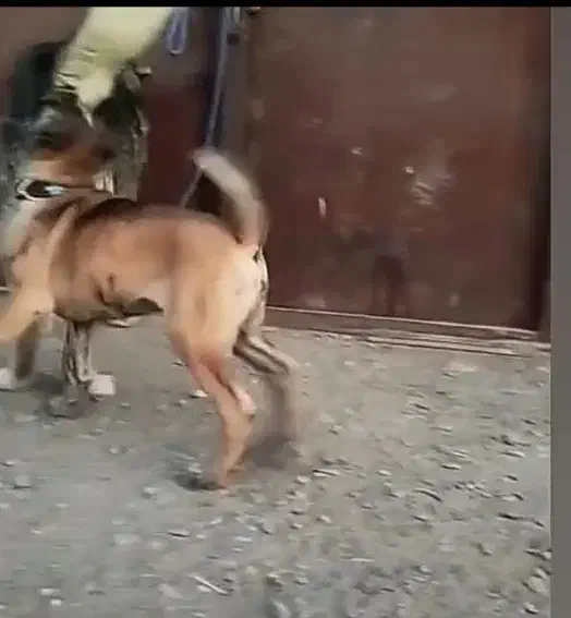 توله نر رخ خوشتیپ و درشت از پدر مادر درشت|سگ|نوده انقلاب, |دیوار