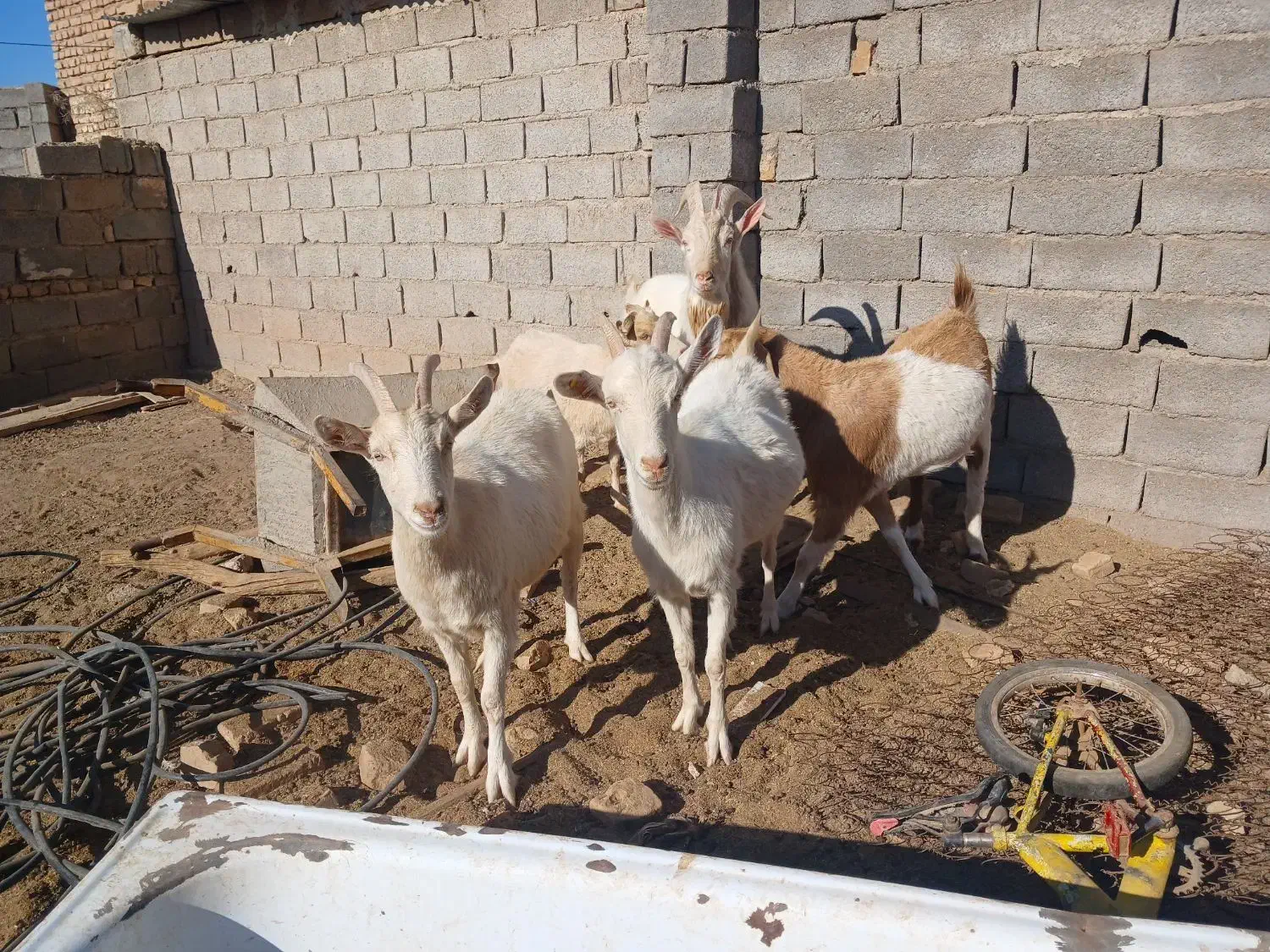 بز س|حیوانات مزرعه|تربت جام, معدآباد|دیوار
